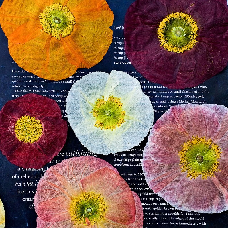 1pcs,Nature Field Poppy Presse - Art And Craft Nature ulasan dan harga