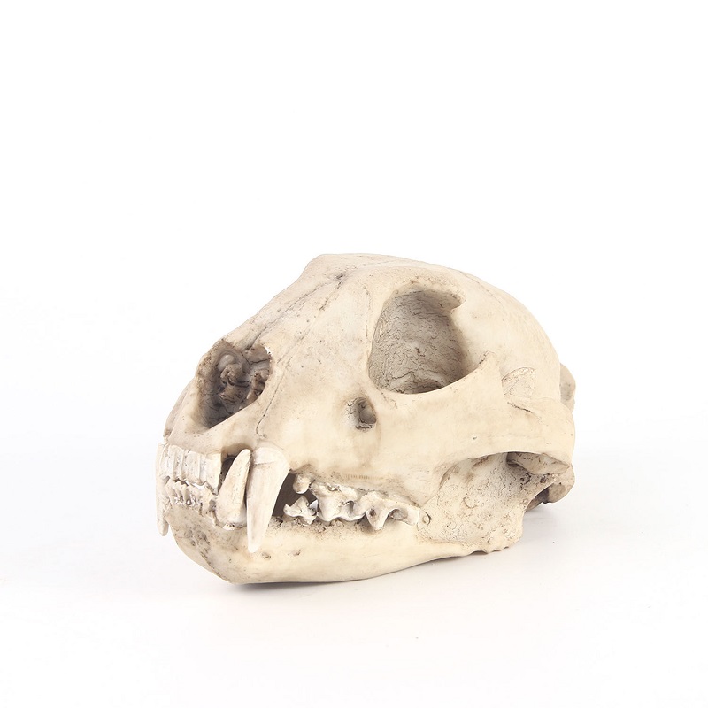 Leopard Skull Model Resin Craf - Art Craft Zoo ulasan dan harga