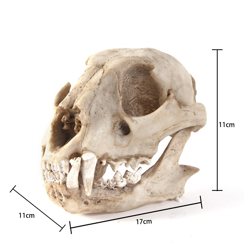 Leopard Skull Model Resin Craf - Art Craft Zoo ulasan dan harga
