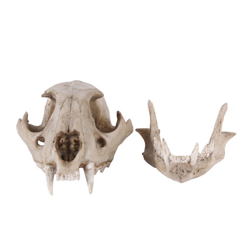 Leopard Skull Model Resin Craf - Art Craft Zoo ulasan dan harga