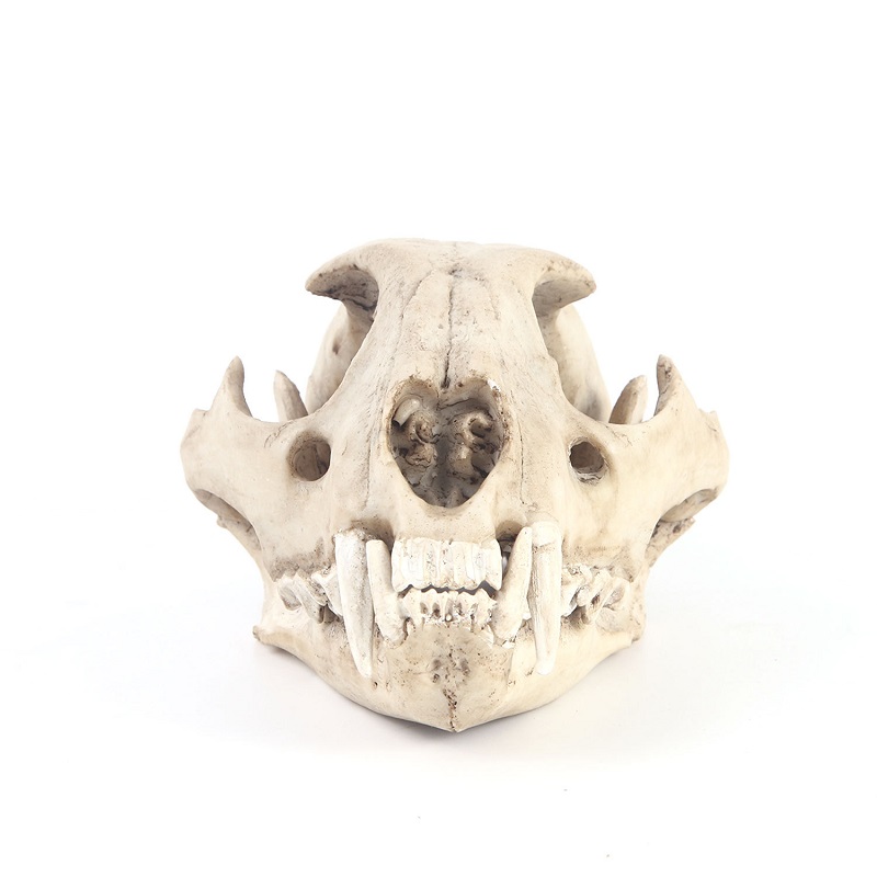Leopard Skull Model Resin Craf - Art Craft Zoo ulasan dan harga